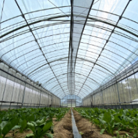 Preventing Excessive Temperatures in Greenhouses