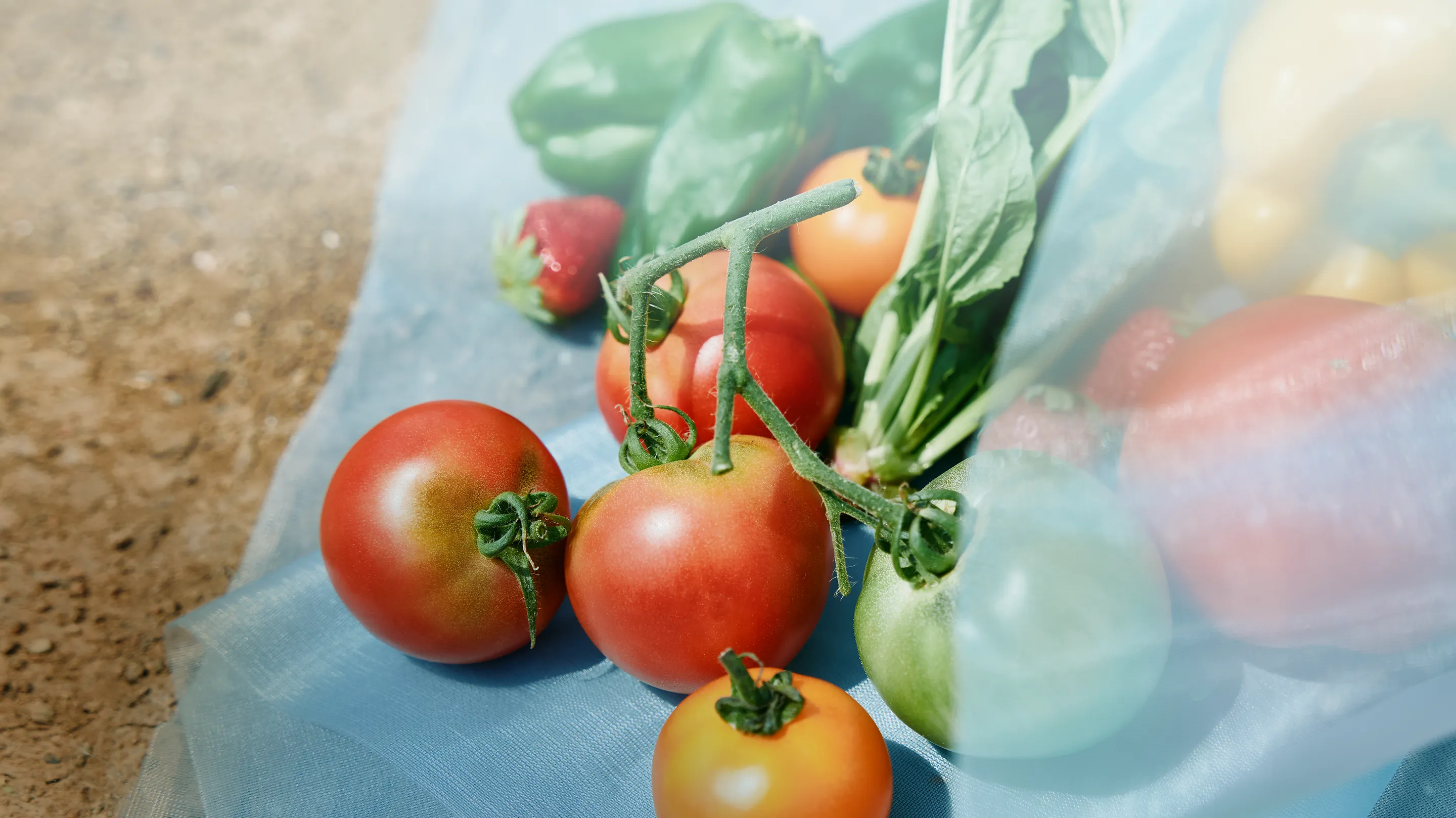 An image visual featuring a fresh, dewy tomato placed on a heat-blocking shade net infused with SOLAMENT™