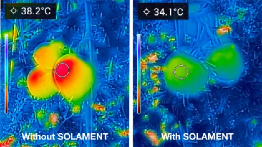 A visual comparing the fruit surface temperature between a greenhouse using SOLAMENT™ and a conventional greenhouse