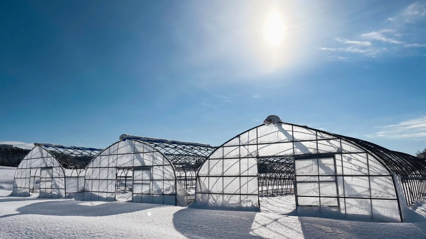 Winter greenhouse horticulture visual