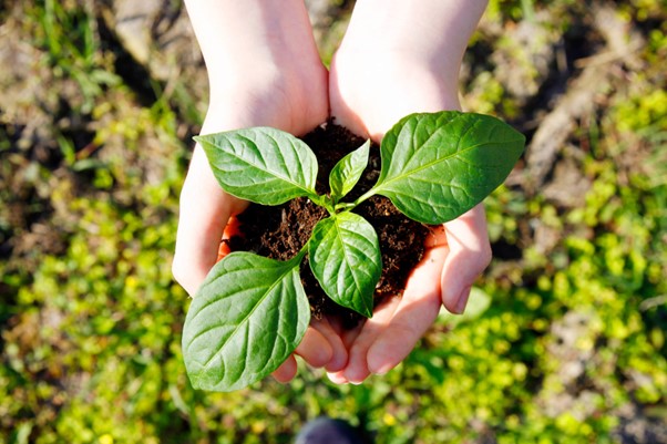 Hold the seedling with both hands