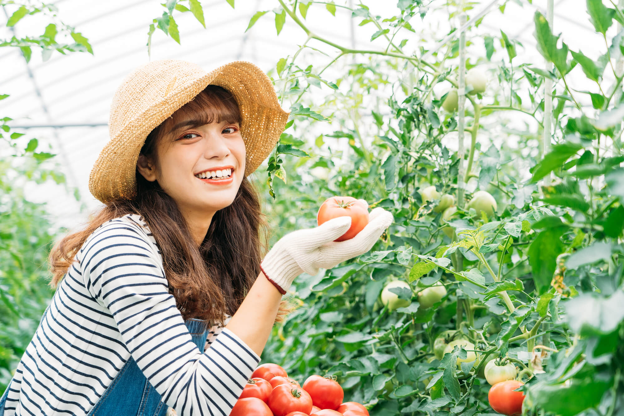 野菜を収穫する女性